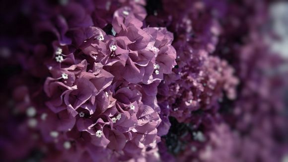 巴布亚新几内亚岛上的土著