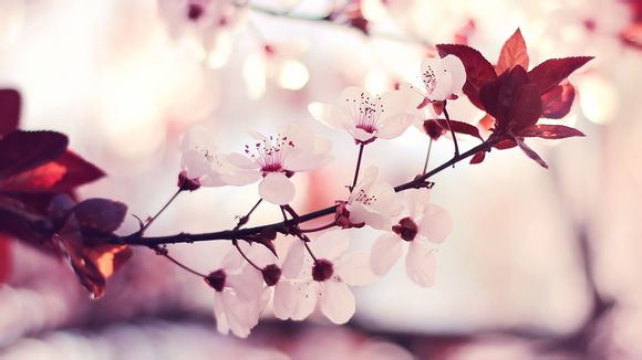 白洋淀离哪个县城近
